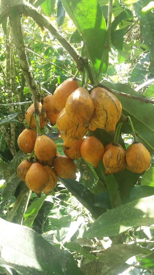 Garcinia macrophylla "Pungara"