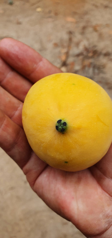 Luc's Garcinia, Garcinia sp. "Mexican Mangosteen"