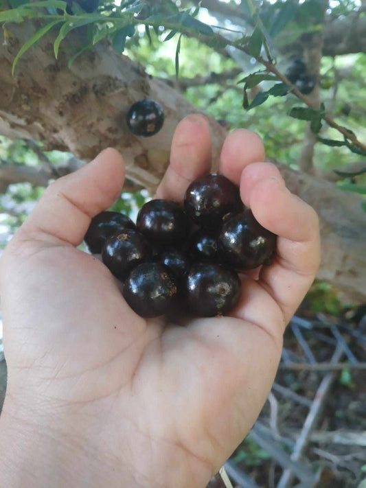 Plinia sp. "Jaboticaba  da Caatinga"