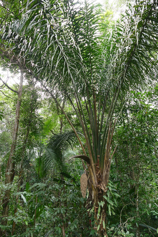 Attalea maripa - Coco Inaja