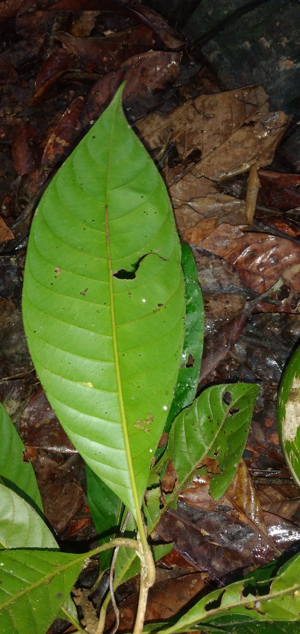 Pouteria sp. "Vereda Loma linda"