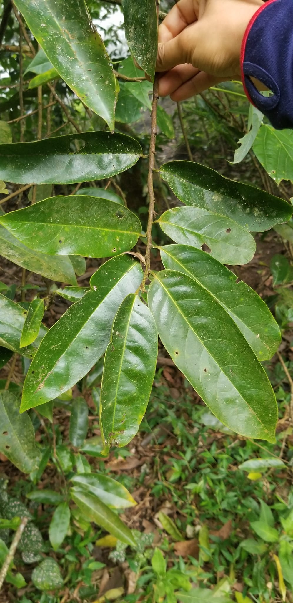 Annona quinduensis