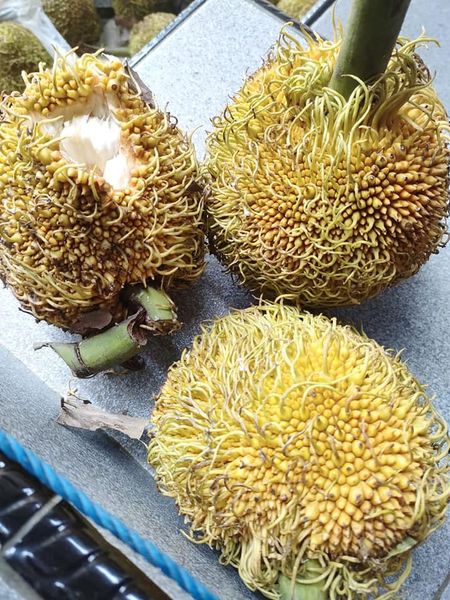 Artocarpus sericicarpus