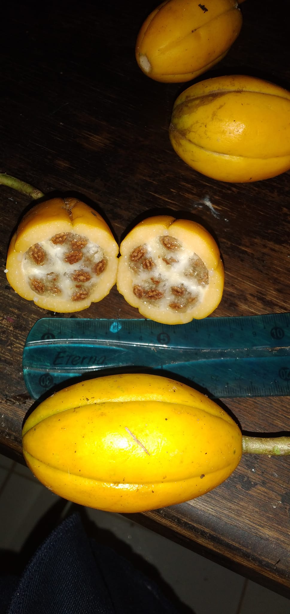 Vasconcellea cauliflora -  5 Seeds