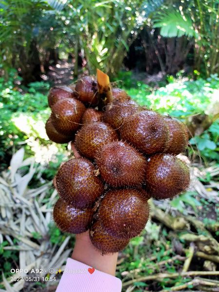 Salacca edulis "Honey Salak"