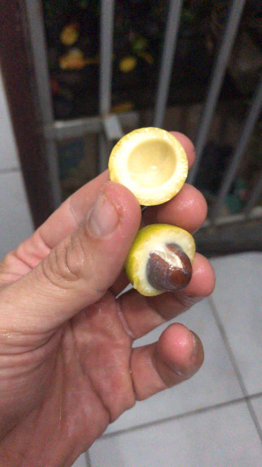 Pouteria Reticulata Seeds AT Shipping