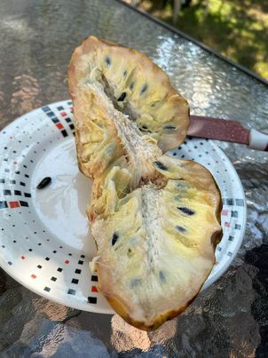 Annona reticulata "Gran Hercules"