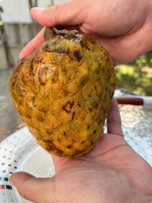 Annona reticulata "Gran Hercules"