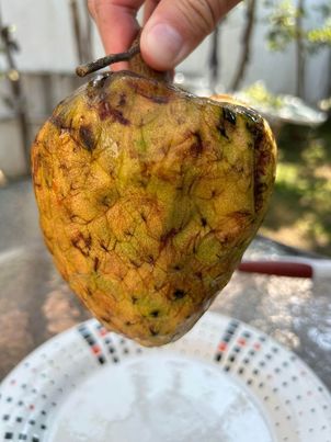 Annona reticulata "Gran Hercules"