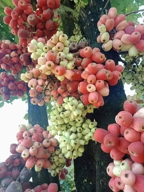 Syzygium sp. "Jambu Bira Papuan Guava"