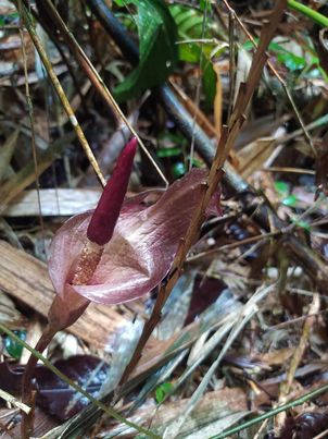 Amorphophallus manta