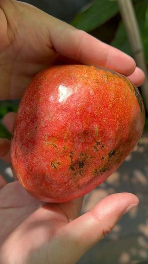 Annona reticulata "Sunrise"