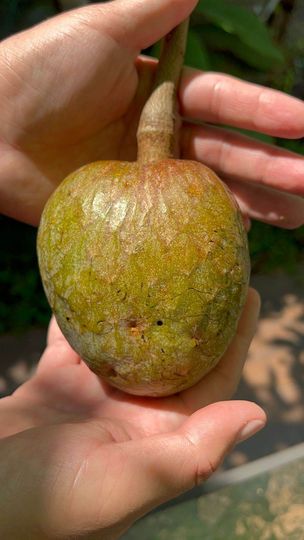 Annona reticulata "Green Veracruz"