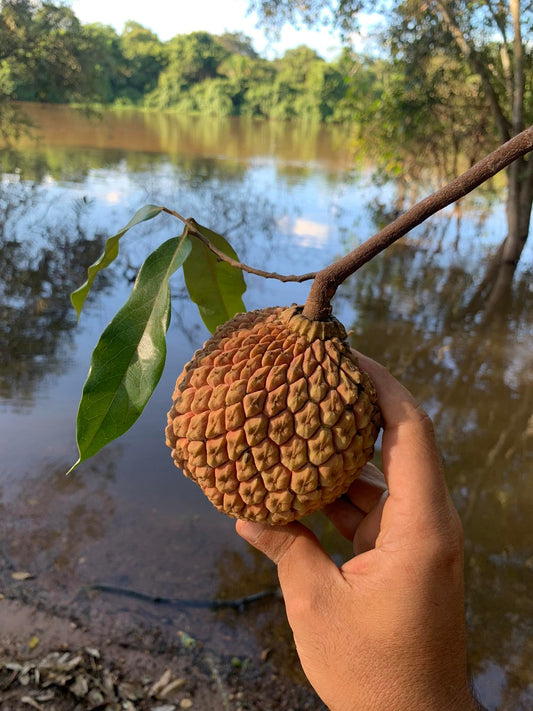 Duguetia marcgraviana “Pantanal"