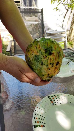 Annona reticulata "Juicy Lemon"