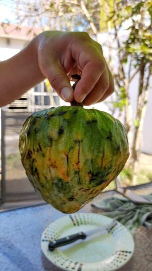 Annona reticulata "Juicy Lemon"