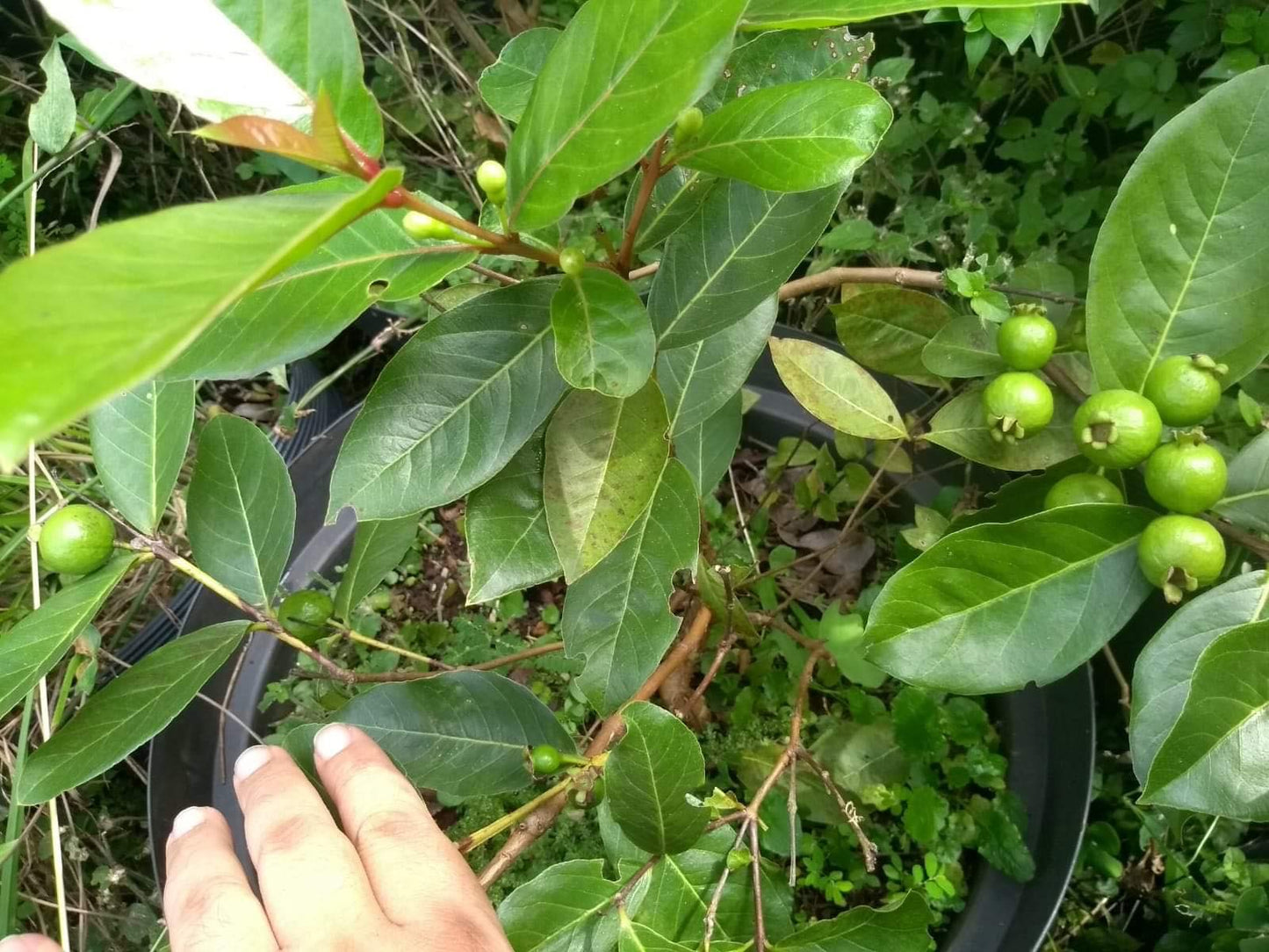 Psidium australe