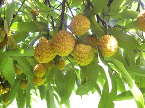 Annona dolabripetala