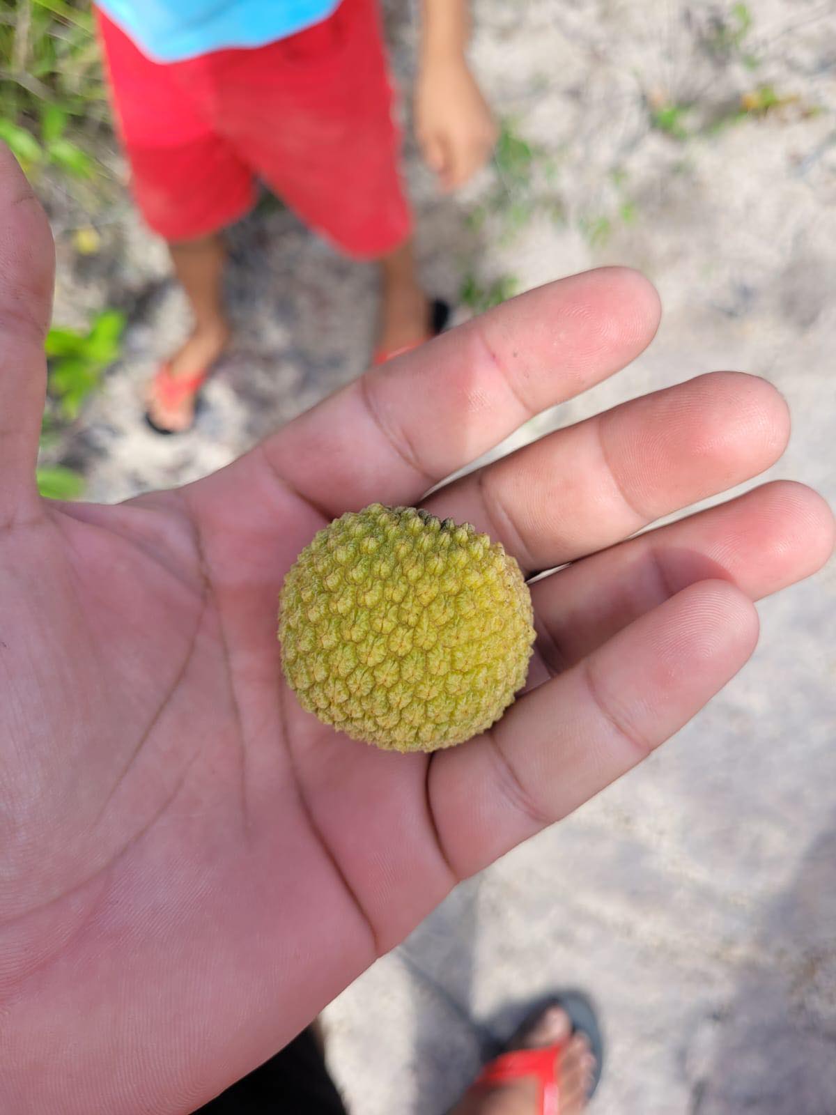 Annona paludosa