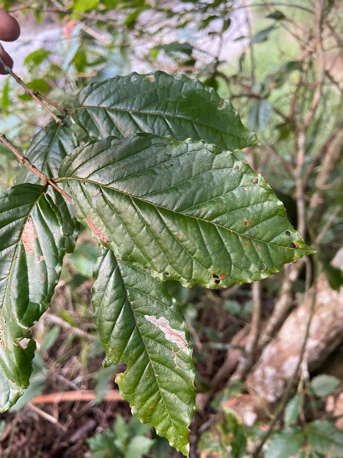 Campomanesia neriifolia