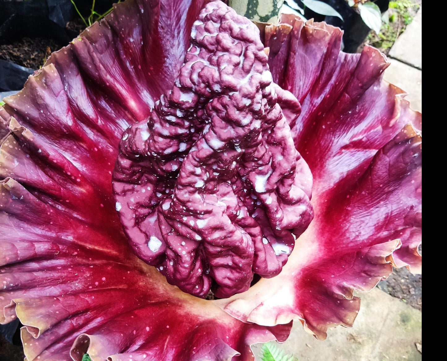 Amorphophallus paeoniifolius