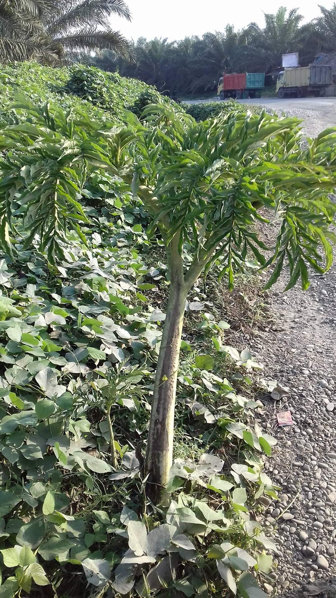 Amorphophallus paeoniifolius