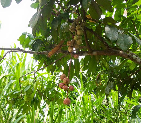 Lepisanthes alata "Johore Fruit"
