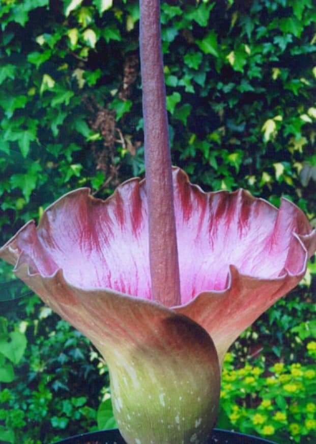 Amorphophallus plicatus