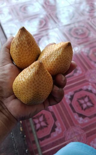 Salacca zalacca "Salak Gading"