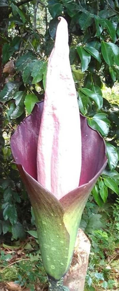 Amorphophallus hewittii *GERMINATED*