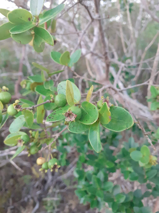 Psidium ganevii var. "Caatinga"