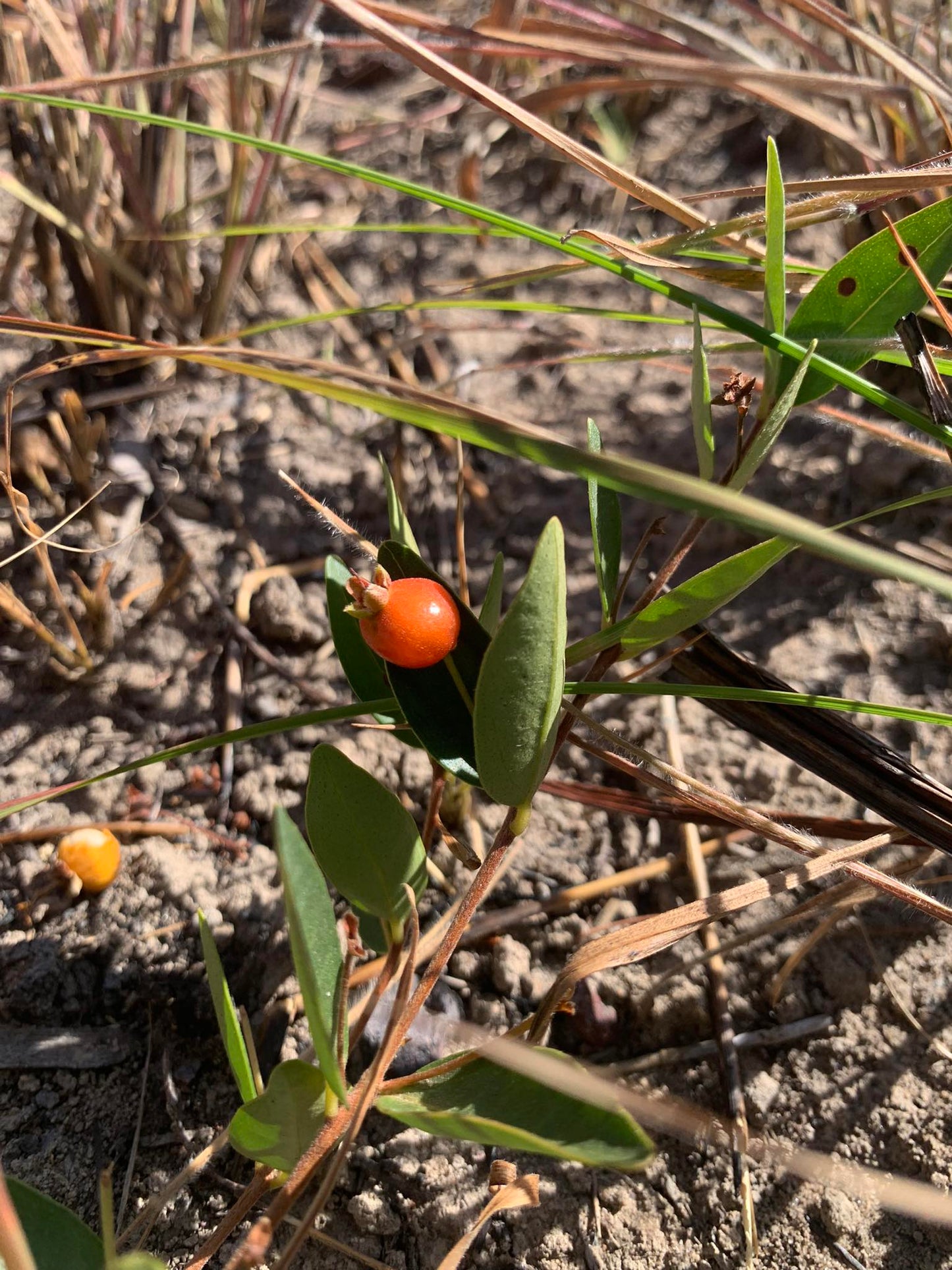 Eugenia cristaensis