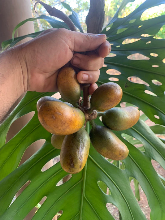 Porcelia macrocarpa "Monkey Banana"