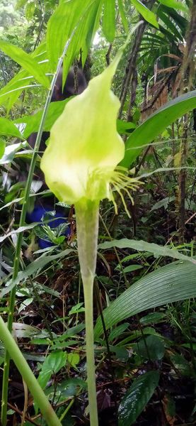 Arisaema barbatum