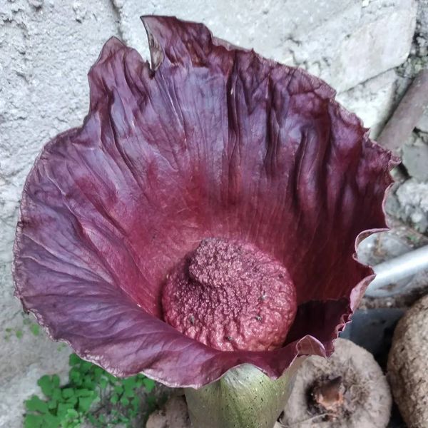 Amorphophallus hirsutus