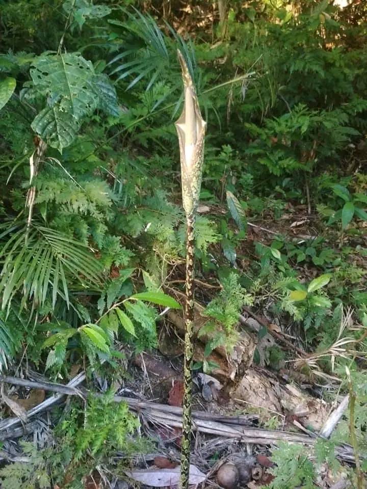 Amorphophallus galbra