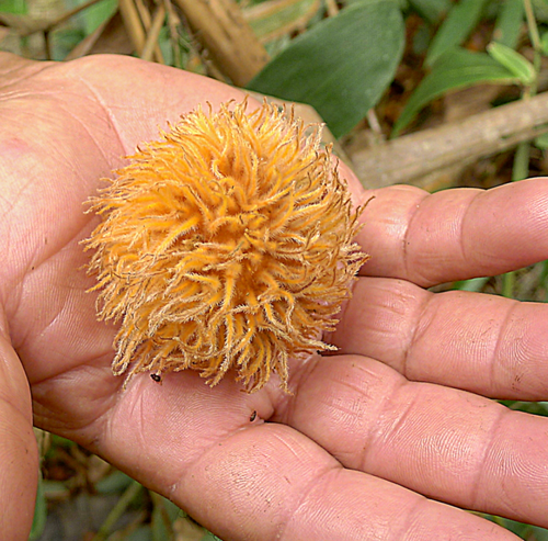 Pouteria torta cf. gallifructa