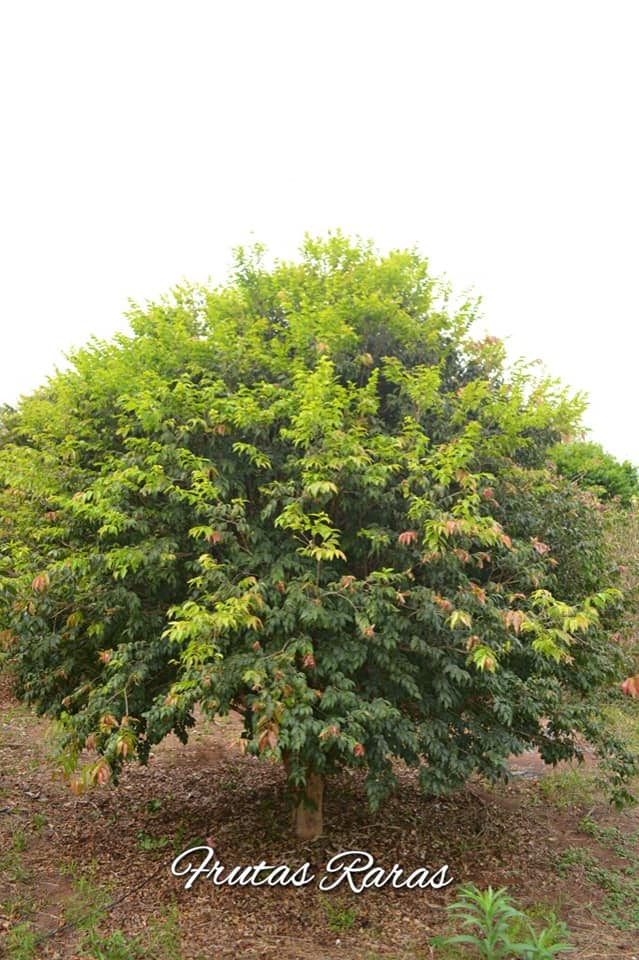 Plinia coronata "Olho de boi Seleção"