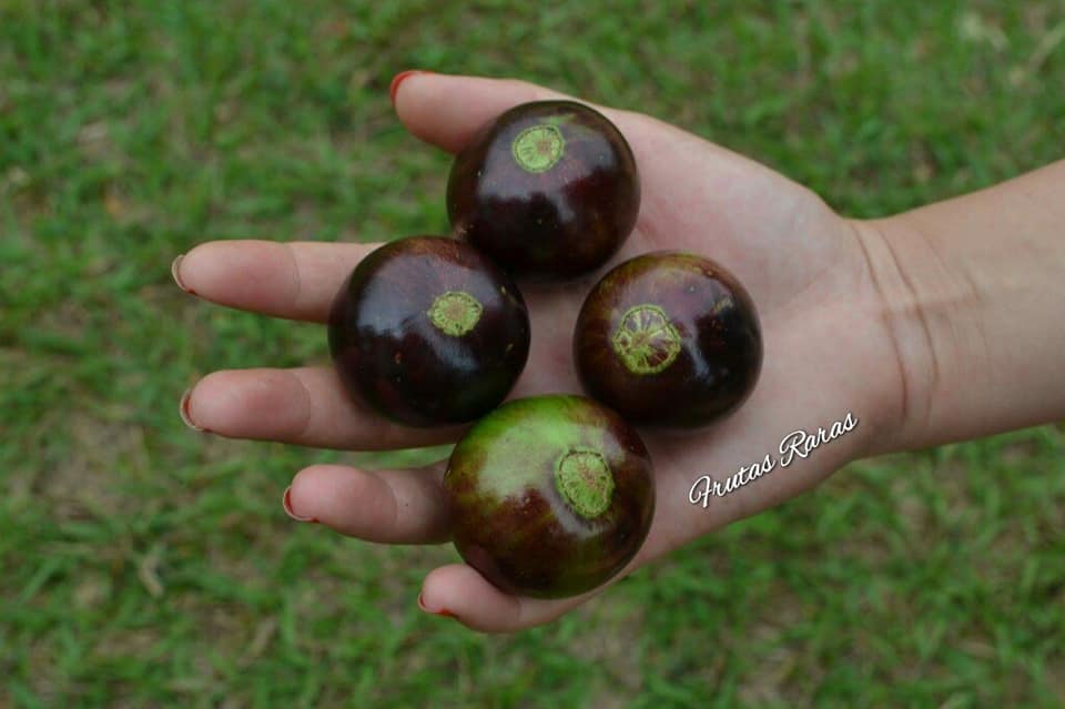 Plinia coronata "Olho de boi Seleção"