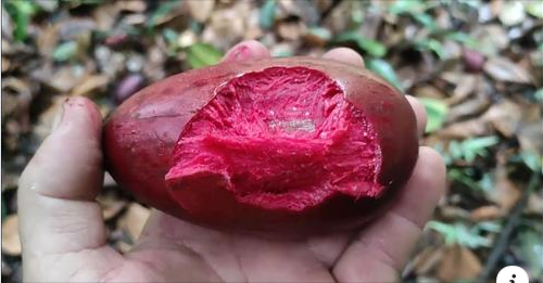 Garcinia latissima "Dolomagota"