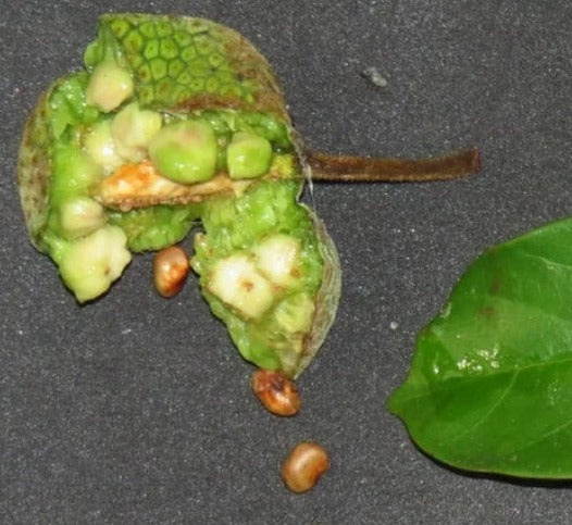 Artocarpus kemando "Padau"