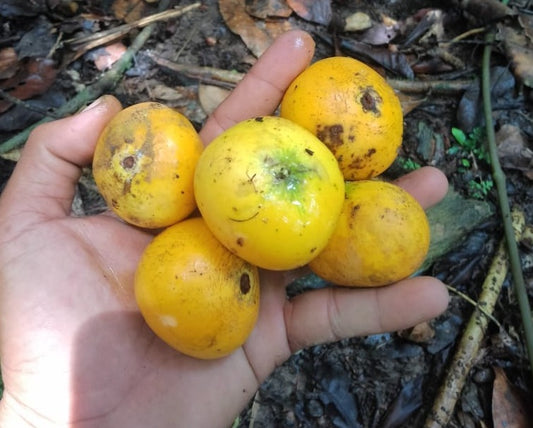 Garcina sp. "Papua Yellow"