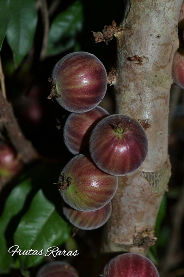 Plinia sp. "Malacacheta"