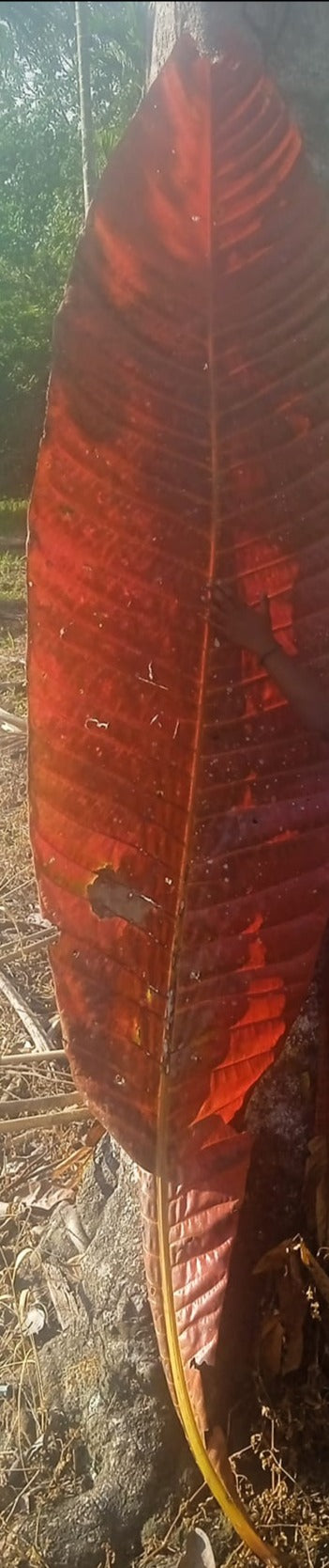 Barringtonia sp."Giant Red Leaf"