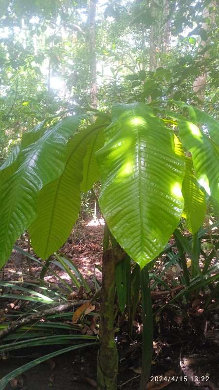 Barringtonia sp."Giant Red Leaf"