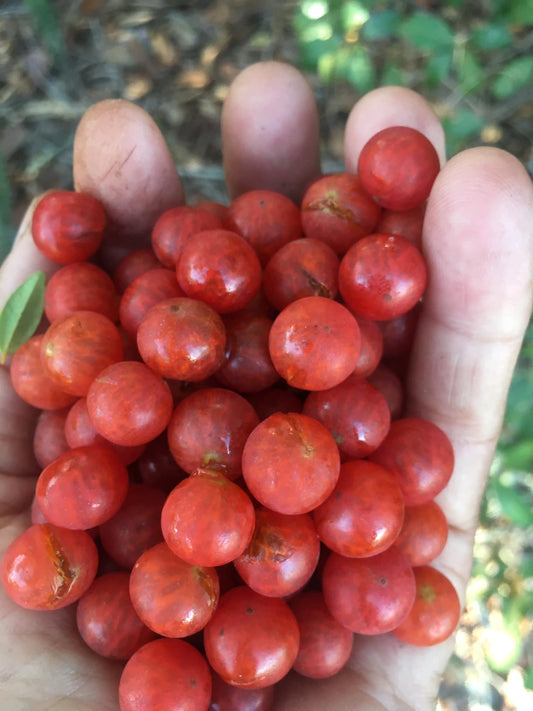 Myrciaria aff. tenella "Vermelho"