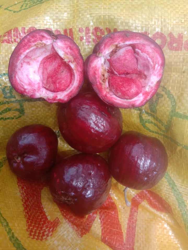 Syzygium sp. "Keerom Ruby"