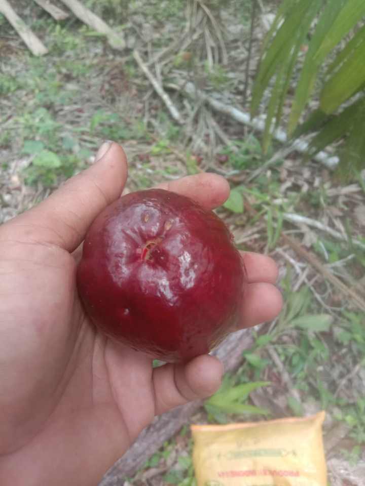 Syzygium sp. "Keerom Ruby"