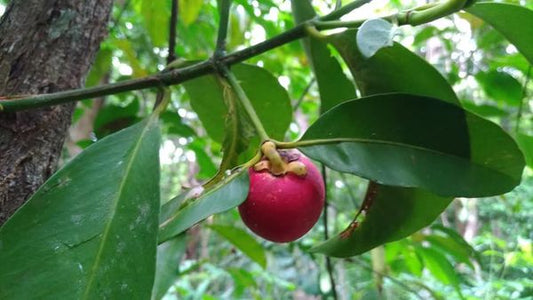 Garcinia celebica