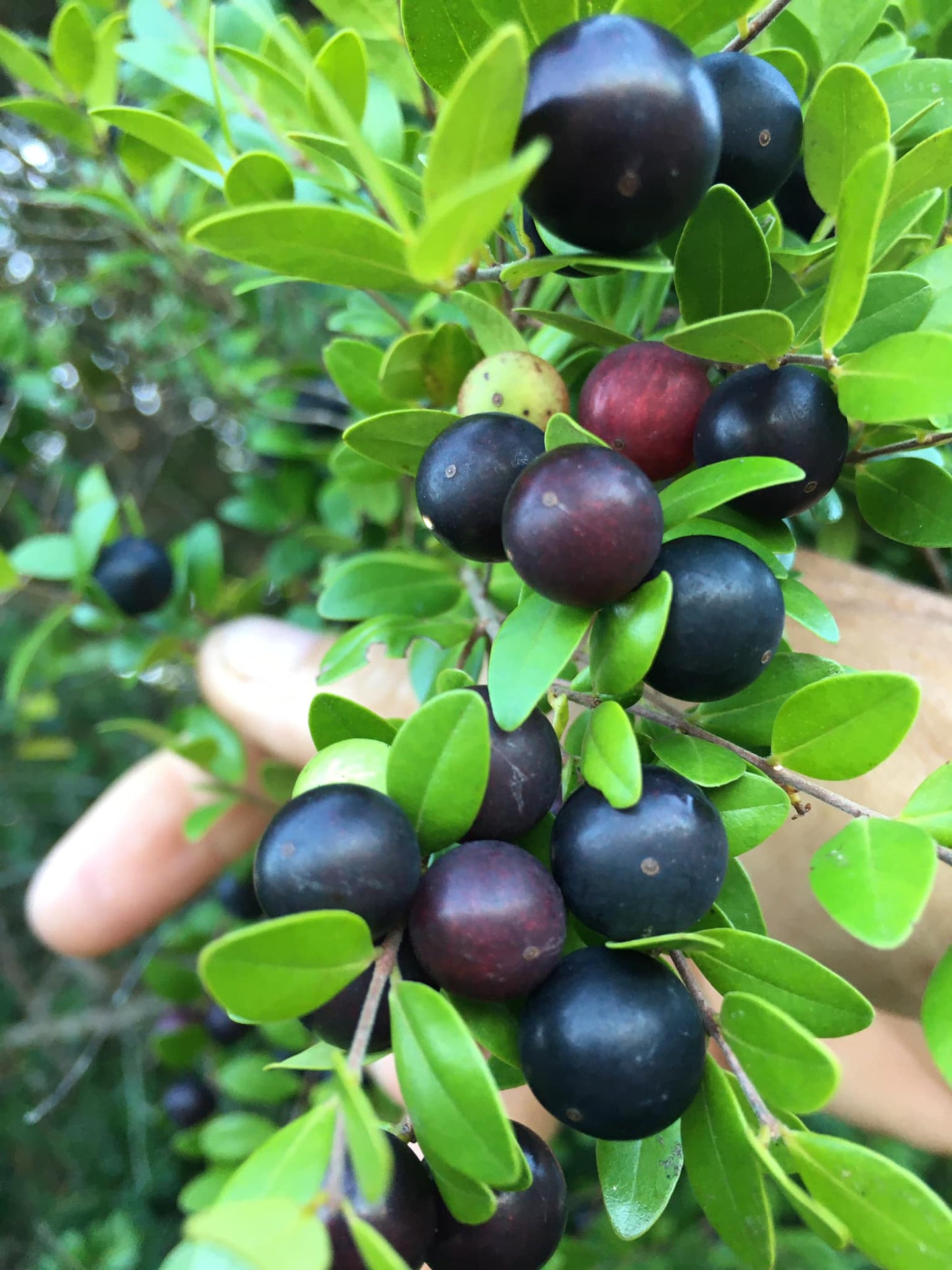 Myrciaria aff. tenella "Negra"